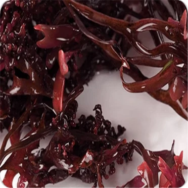 Sea Moss