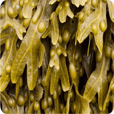 Bladderwrack
