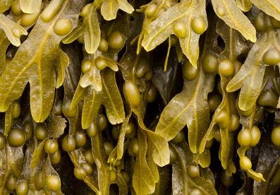 Natural Bladderwrack: Your Metabolic Support System
