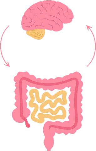 A brain-gut axis images