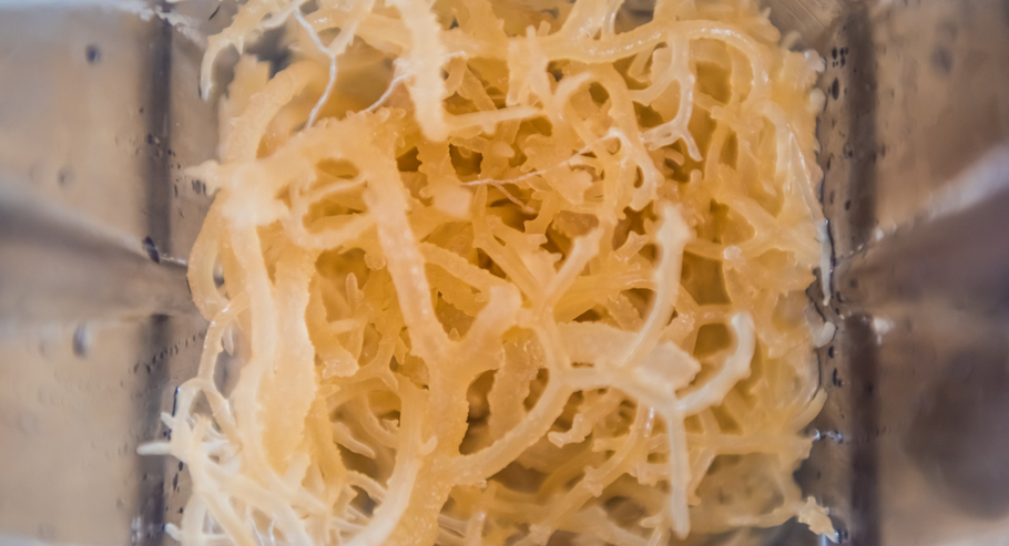 Top Sea Moss Benefits for Skin and Overall Health