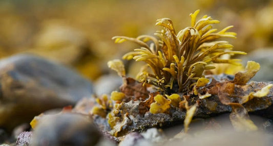 What Are the Benefits of Sea Moss?