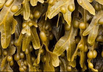 Bladderwrack image
